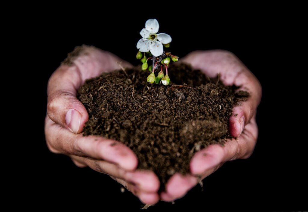 hands holding earth with flower blooming